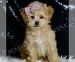 Small #5 Maltipoo