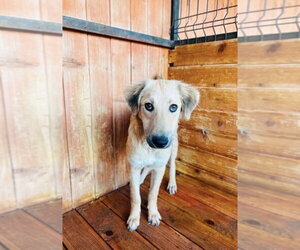 Retriever -Unknown Mix Dogs for adoption in Rockaway, NJ, USA