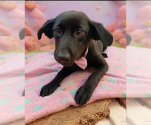 Black and Tan Coonhound-Unknown Mix Dogs for adoption in San Diego, CA, USA