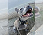 Small #6 American Pit Bull Terrier Mix