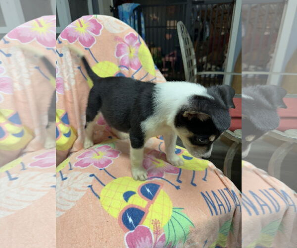 Medium Photo #3 Australian Shepherd-Unknown Mix Puppy For Sale in Ball Ground, GA, USA