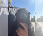 A663172 - Male Labrador Retriever-Unknown Mix Dog for Adoption - Small photo