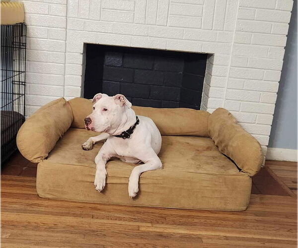 Medium Photo #12 American Pit Bull Terrier-Unknown Mix Puppy For Sale in Germantown, OH, USA