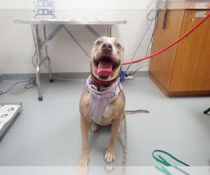 Mutt Dogs for adoption in St. Cloud, FL, USA