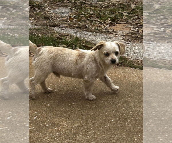 Medium Photo #3 Mutt Puppy For Sale in Rockaway, NJ, USA