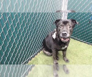 Mastiff Dogs for adoption in Downey, CA, USA
