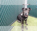 KURT - Male Mastiff Dog for Adoption - Small photo