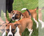 Small #7 Boxer Mix