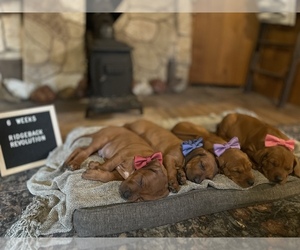 Rhodesian Ridgeback Litter for sale in BOISE, ID, USA