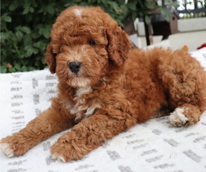 Poodle (Miniature) Puppy for sale in HONEY BROOK, PA, USA