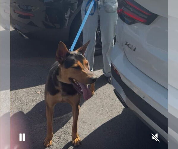 Medium Photo #2 German Pinscher-Unknown Mix Puppy For Sale in Woodland Hills, CA, USA