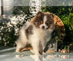 Small Photo #20 Pomeranian Puppy For Sale in SHILOH, OH, USA