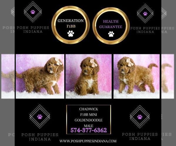Medium Photo #2 Goldendoodle (Miniature) Puppy For Sale in WARSAW, IN, USA