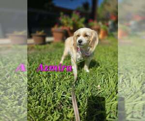 Maltese-Unknown Mix Dogs for adoption in Plantation, FL, USA