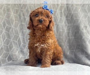 Cavapoo-Poodle (Miniature) Mix Puppy for sale in LAKELAND, FL, USA