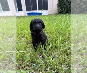 Goldendoodle Puppy for Sale in JACKSONVILLE, Florida USA