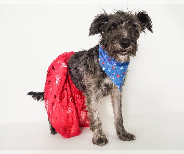 Medium Photo #8 Mutt Puppy For Sale in Phoenix, AZ, USA