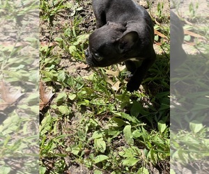 Medium French Bulldog