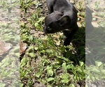 Puppy Maxine French Bulldog