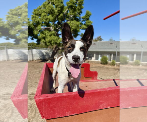 Medium Photo #1 Mutt Puppy For Sale in Seal Beach, CA, USA