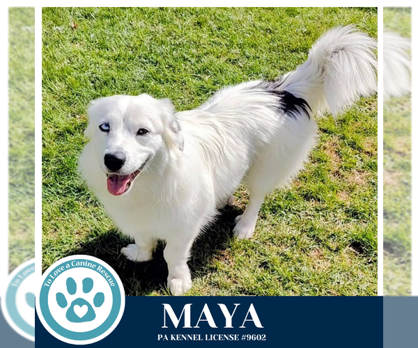 Medium Photo #2 Australian Shepherd-Unknown Mix Puppy For Sale in Kimberton, PA, USA