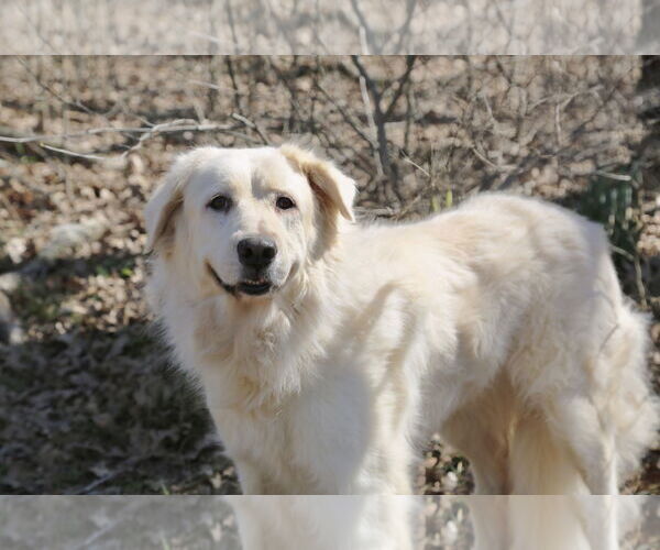 Medium Photo #11 Great Pyrenees Puppy For Sale in Spring, TX, USA