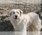 Small #10 Great Pyrenees