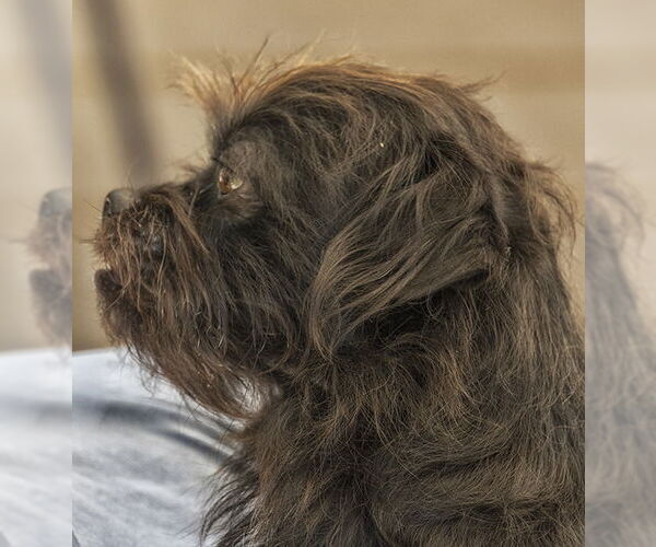 Medium Photo #5 Shih Tzu-Unknown Mix Puppy For Sale in Boonton, NJ, USA