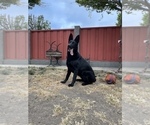 Small #39 German Shepherd Dog