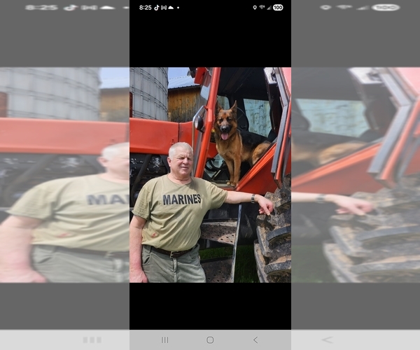 Medium Photo #47 German Shepherd Dog Puppy For Sale in LA FAYETTE, NY, USA