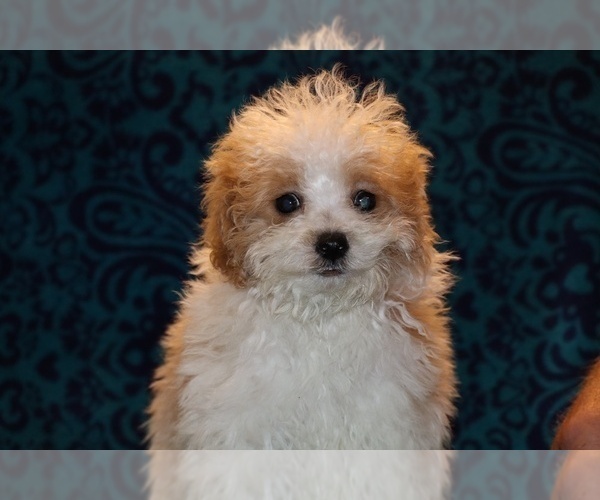 Medium Photo #23 Goldendoodle (Miniature) Puppy For Sale in DYERSBURG, TN, USA