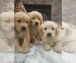 Small #1 Golden Retriever