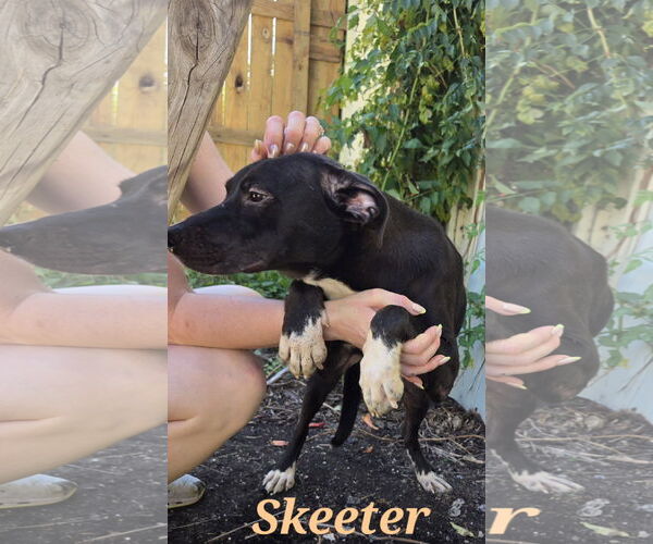 Medium Photo #3 Staffordshire Bull Terrier-Unknown Mix Puppy For Sale in Jackson, MS, USA