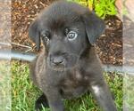 Small #2 Labrador Retriever Mix