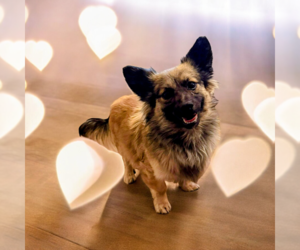 Mutt Dogs for adoption in Vail, AZ, USA