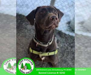 Bernese Mountain Dog-Labrador Retriever Mix Dogs for adoption in Stroudsburg, PA, USA