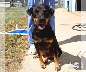 Mutt Dogs for adoption in Washington, DC, USA