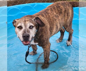 Labrador Retriever-Siberian Husky Mix Dogs for adoption in Center Township, PA, USA
