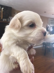 Maltipoo Puppy for sale in SOUTH WEYMOUTH, MA, USA