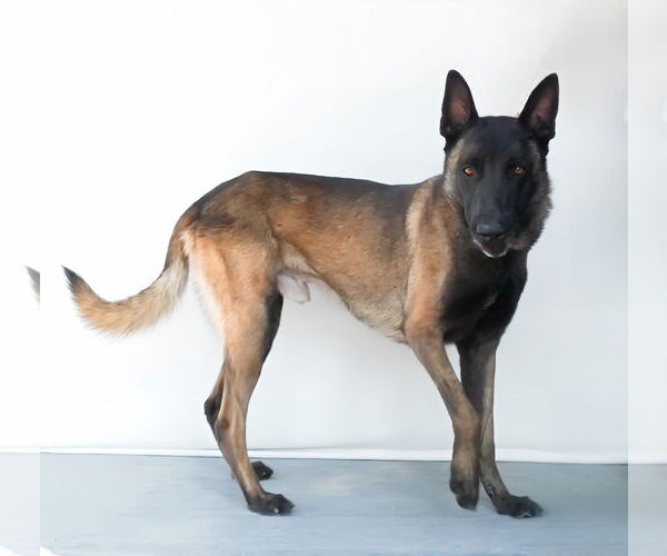 Medium Photo #2 Mutt Puppy For Sale in Pasadena, CA, USA