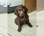 Puppy Liberty Boykin Spaniel