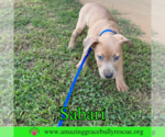 Small #3 Bulldog-Labrador Retriever Mix