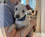 Small Chihuahua Mix