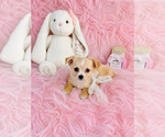 Small #5 Chihuahua