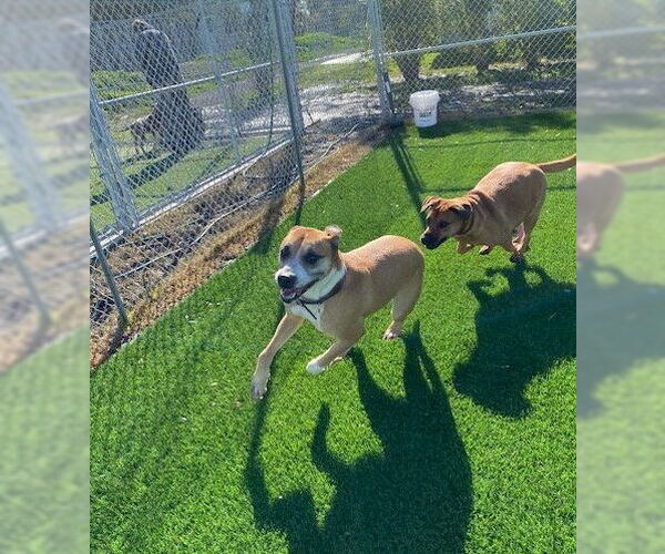 Medium Photo #4 Labrador Retriever-Unknown Mix Puppy For Sale in Davis, CA, USA