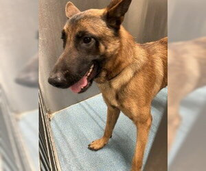 German Shepherd Dog Dogs for adoption in Pearland, TX, USA