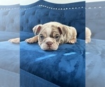 Small #16 English Bulldog