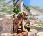 Small Photo #6 Poodle (Standard)-Unknown Mix Puppy For Sale in LEXINGTON, IN, USA