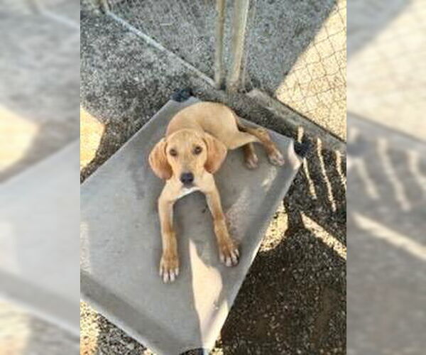Medium Photo #2 Mutt Puppy For Sale in Rockaway, NJ, USA