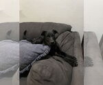 Small #1 Labrador Retriever Mix